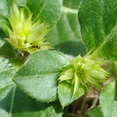 Alternanthera pungens