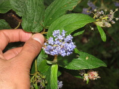 Ceanothus caeruleus