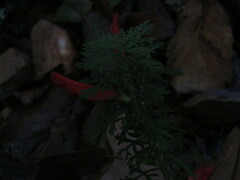 Lamourouxia multifida