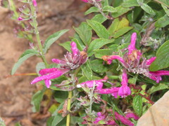 Salvia curviflora