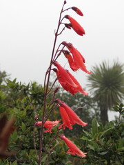 Penstemon barbatus