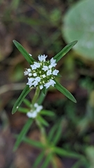 Spermacoce verticillata