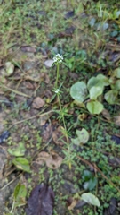 Spermacoce verticillata