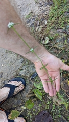 Spermacoce verticillata