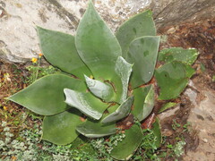 Agave mitis