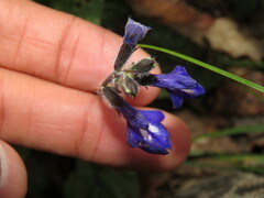 Salvia prunelloides