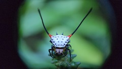 Gasteracantha sanguinea