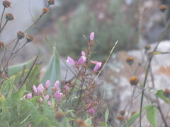 Lamourouxia dasyantha