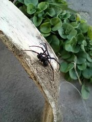 Latrodectus