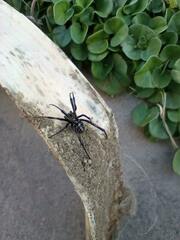 Latrodectus