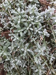 Cerastium tomentosum