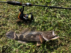 Oxyeleotris marmorata