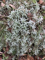 Cerastium tomentosum