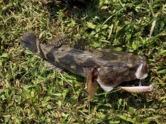 Oxyeleotris marmorata