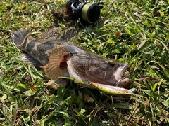 Oxyeleotris marmorata