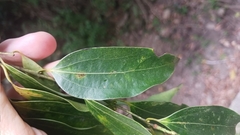 Cinnamomum insularimontanum