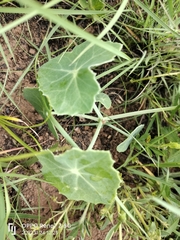 Senecio oxyriifolius