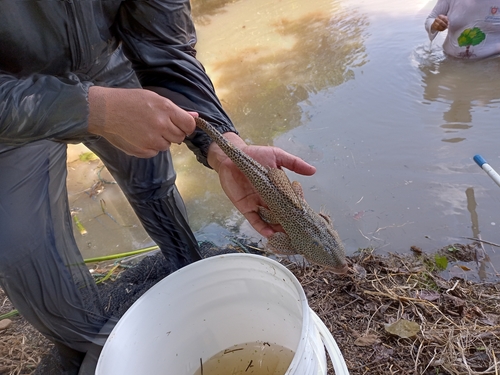 Zucchini catfish (Isorineloricaria spinosissima) — Loricariidae — 5