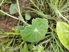 Senecio oxyriifolius