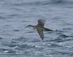 Puffinus yelkouan
