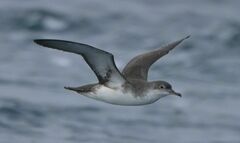 Puffinus yelkouan