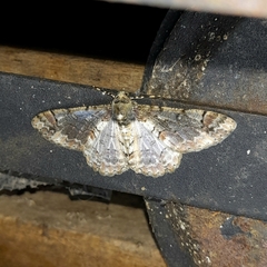 Iridopsis chalcea