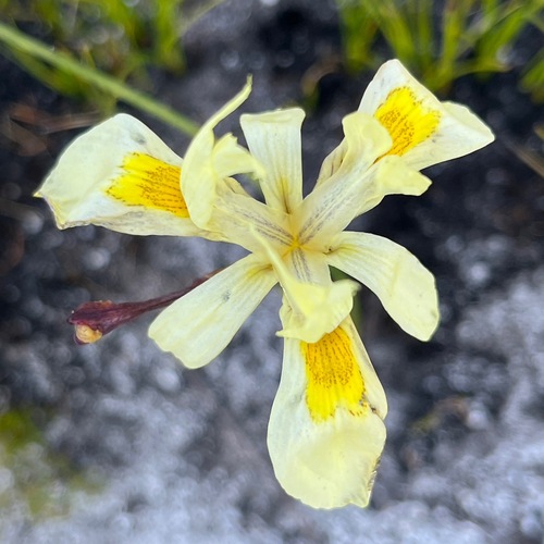 Image of Moraea anomala by (c) Charleen Brunke, some rights reserved (CC BY)
