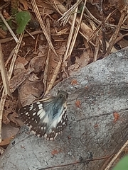 Heliopetes domicella