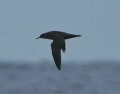 Puffinus mauretanicus