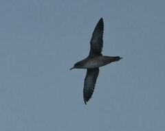 Puffinus mauretanicus