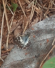 Heliopetes domicella