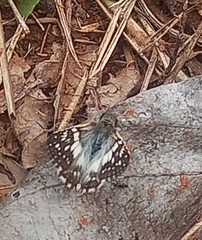 Heliopetes domicella