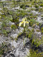 Moraea anomala