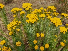 Athanasiinae