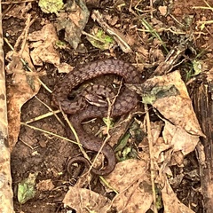 Storeria storerioides