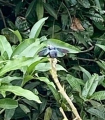 Xylocopa latipes