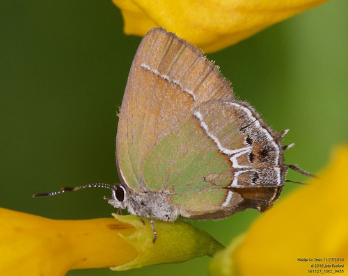 Xami Hairstreak photo 5