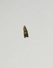 Lepidoptera