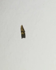 Lepidoptera
