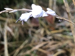 Beauveria bassiana