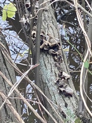 Auricularia polytricha
