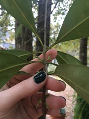 Cartrema americana