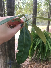 Cartrema americana