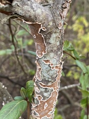 Peniophora albobadia