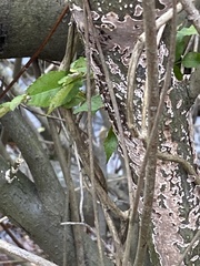 Peniophora albobadia