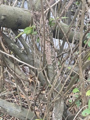 Peniophora albobadia