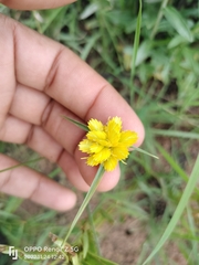 Cyperus sphaerocephalus