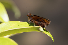 Miltomiges cinnamomea