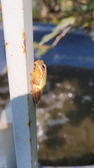 Hyla chinensis