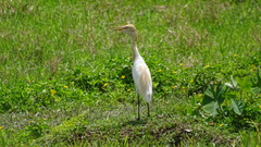 Bubulcus ibis coromandus